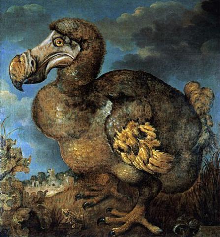 Image for Dodo (Raphus cucullatus) 