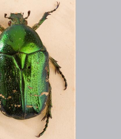 Image for Beetles