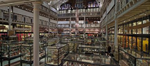 Image for Pitt Rivers Museum, looking north-east across the Court