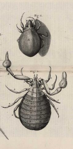 Image for Insects