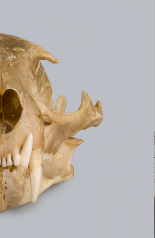 Image for Ocelot skull