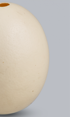 Image for Ostrich egg