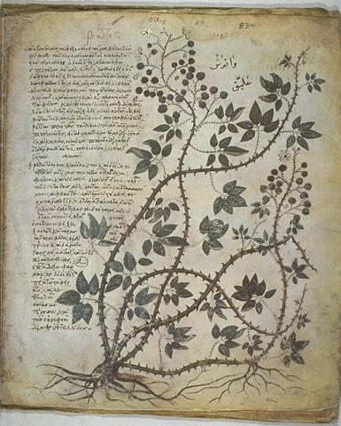 Image for Background: Botany in Ancient and Medieval Europe
