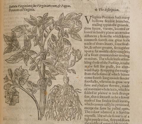 Image for John Gerard, The herball or Generall historie of plantes (London, 1597) 
