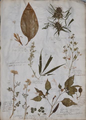 Image for Typical folio of specimens from Bobart the Elder’s Herbarium Hortus Siccus, mostly labelled in the hand of Jacob Bobart the Younger.