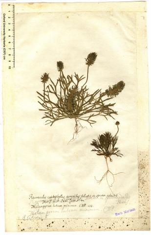 Image for Herbarium specimen labelled ‘Ranunculus ceratophyllus seminibus falcatis in spicam adactis. Moris. Hist. Oxon. [I] 440 [No. 22] Melampyrum luteum minimum. C.BP. 234.’ [Jacob Bobart the Younger’s hand, with items in square brackets in the hand of Henry Edw