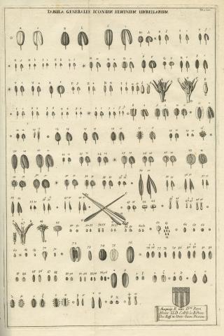 Image for Plate of ‘TABULA GENERALIS ICONUM SEMINUM UMBELLARUM’ from Morison’s Plantarum umbelliferarum distributio nova (1672: Tab. 1. Icon), sponsored by Peter Mews (1619-1706), Vice-Chancellor of the University of Oxford.