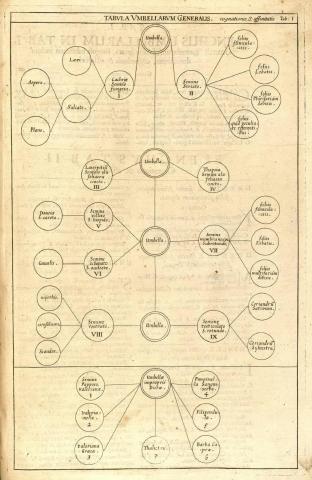 Image for Plate of ‘TABULA VMBELLARVM GENERALIS. cognationes S[ive]: affinitatis’ from Morison’s Plantarum umbelliferarum distributio nova (1672: Tab. 1).