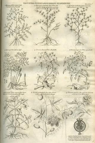 Image for Plate of ‘BACCIFERÆ EDULES & NON EDULES SCANDENTES’ from Morison’s Historia Plantarum Universalis Oxoniensis (1680: Sect. 1, Tab. 1) sponsored by Rupert, prince and count palatine of the Rhine and duke of Cumberland (1619-1682).