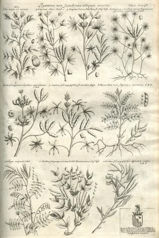 Image for Plate of ‘Legumina non Scandentia siliquis erectis’ from Morison’s Historia Plantarum Universalis Oxoniensis (1680: Sect. 2, Tab. 7) sponsored by Robert Boyle (1627-1691).