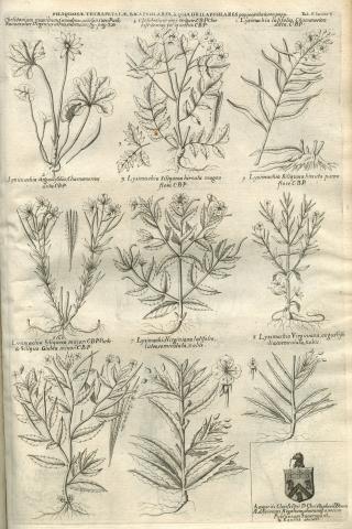 Image for Plate of ‘SILIQUOSÆ TETRAPETALÆ, BICAPSULARES, & QUADRICAPSULARES pappescentes & non papp.’ from Morison’s Historia Plantarum Universalis Oxoniensis (1680: Sect. 3, Tab. 11) sponsored by Christopher Wren (1632-1723).