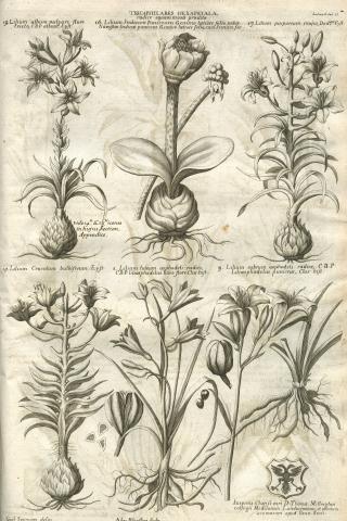 Image for Plate of ‘TRICAPSULARES HEXAPETALÆ radice squamosá præditæ’ from Morison’s Historia Plantarum Universalis Oxoniensis (1680: Sect. 4, Tab. 21) sponsored by Thomas Millington (1628-1703).