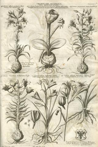 Image for Plate of ‘TRICAPSULARES HEXAPETALÆ radice squamosá præditæ’ from Morison’s Historia Plantarum Universalis Oxoniensis (1680: Sect. 4, Tab. 21) sponsored by Thomas Millington (1628-1703).