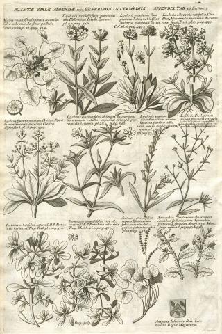 Image for Plate of ‘VARIÆ PLANTÆ ADDENDÆ suis GENERIBUS INTERMEDIIS’ from Morison’s Historia Plantarum Universalis Oxoniensis (1680: Sect. 5, Tab. 36) sponsored by John Rose (1619-1677).