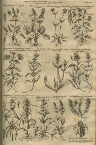Image for Plate of ‘PLANTÆ GALEATÆ VERTICILLATÆ Spicatæ. Betonica, Prunella, Bugula, Coris’ from Morison’s Historia Plantarum Universalis Oxoniensis (1699: Sect. 11, Tab. 5) sponsored by Henry Compton (1631/2-1713).
