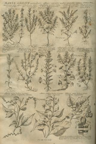 Image for Plate of ‘PLANTÆ GALEATÆ verticillatis affines capsulis multis granulis refertis’ from Morison’s Historia Plantarum Universalis Oxoniensis (1699: Sect. 11, Tab. 24) sponsored by John Fell (1625-1686).