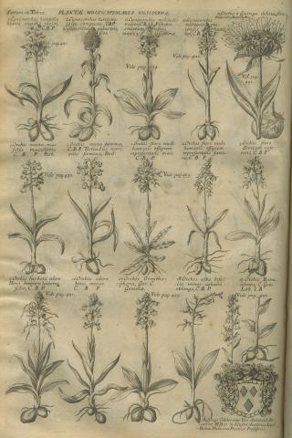Image for Plate of ‘PLANTÆ MULTICAPSULARIS POLYSPERMÆ’ from Morison’s Historia Plantarum Universalis Oxoniensis (1699: Sect. 12, Tab. 12) sponsored by Archibald Pitcairne (1652-1713).