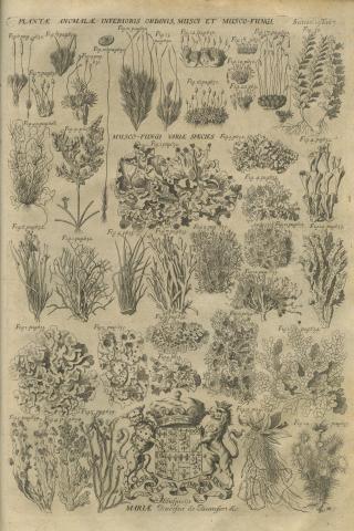 Image for Plate of ‘PLANTÆ ANOMALÆ INFERIORIS ORDINIS, MUSCI ET MUSCO-FUNGI’ from Morison’s Historia Plantarum Universalis Oxoniensis (1699: Sect. 15, Tab. 7) sponsored by Mary Somerset, Duchess of Beaufort (1630-1715).