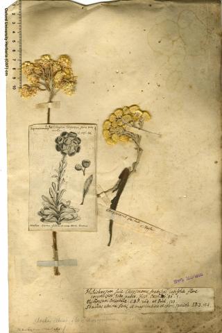 Image for Plant to printed illustration in Helichrysum orientale (Asteraceae). Two dried specimens and a pen-and-ink drawing from the Morison Herbarium (main label in the hand of Jacob Bobart the Younger)