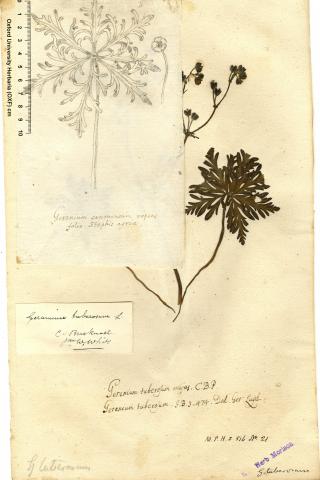 Image for Dried plant specimens and associated drawings of Geranium tuberosum (Geraniaceae) with annotations in the hand of Jacob Bobart the Younger. 