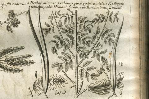 Image for Printed illustration struck from a copper plate engraved by Michael Burghers and published in Morison’s Historia Plantarum Universalis Oxoniensis (1680: Sect. 2, Tab. 23)