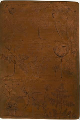 Image for Plate of ‘UMBELLÆ semine villoso seu hispido donatae.’ from Morison’s Historia Plantarum Universalis Oxoniensis (1699: Sect. 9, Tab. 13), together with the face and reverse of the copper plate from which it was printed. 