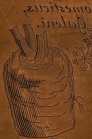 Image for Detail of carrot from plate of ‘UMBELLÆ semine villoso seu hispido donatae.’ from Morison’s Historia Plantarum Universalis Oxoniensis (1699: Sect. 9, Tab. 13), together with the face of the copper plate from which it was printed.
