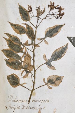 Image for Morison's variegated Solanum