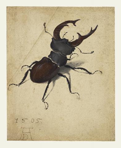 Image for Albrecht Dürer, Stag Beetle, 1505 