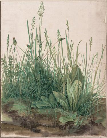 Image for Albrecht Durer, The Large Piece of Turf, 1503