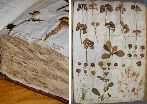 Image for Jacob Bobart the Elder's Herbarium