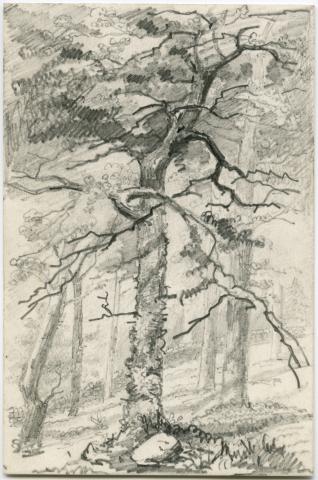 Image for Drawing of trees