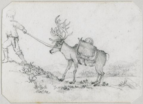 Image for Drawing of a saddled reindeer 1