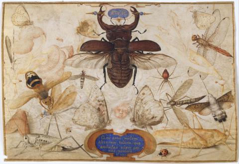 Image for Joris Hoefnagel, Insects and the Head of a Wind God (c. 1590-1600)