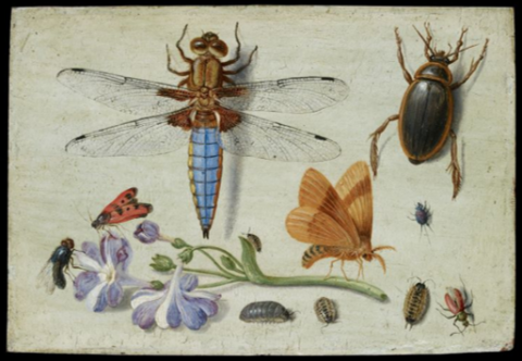 Image for Kessel insects c. 1650-3