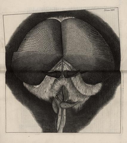 Image for Head of a fly