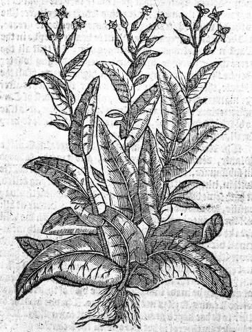 Image for Tobacco Plant, from Nicolas Monardes' Historia medicinal (1574)