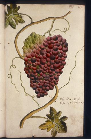 Image for Grape from 'Tradescant's Orchard'