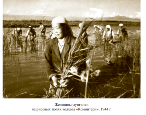 Image for Rice fields (Kazakhstan/Kyrgyzstan)