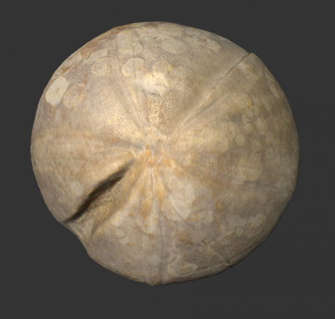 Image for Clypeus ploti Fossil