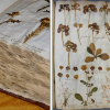 Image for Jacob Bobart the Elder's Herbarium