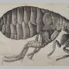 Image for Robert Hooke, Micrographia
