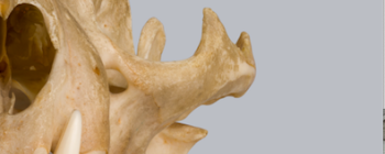 Image for Ocelot skull