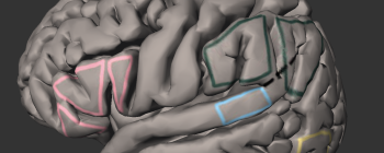 Image for Lateral Wall Gyri Model - Functional