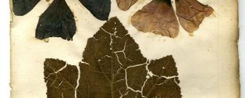 Image for Herbarium specimen labelled ‘Malva hortensis major simplex. Single Hollyhocks’ [Jacob Bobart the Younger’s hand] [modern name: Alcea rosea L. (Malvaceae)] from Bobart the Younger’s Hortus Siccus.