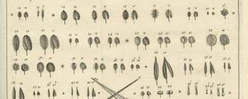 Image for Plate of ‘TABULA GENERALIS ICONUM SEMINUM UMBELLARUM’ from Morison’s Plantarum umbelliferarum distributio nova (1672: Tab. 1. Icon), sponsored by Peter Mews (1619-1706), Vice-Chancellor of the University of Oxford.