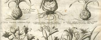Image for Plate of ‘TRICAPSULARES HEXAPETALÆ radice squamosá præditæ’ from Morison’s Historia Plantarum Universalis Oxoniensis (1680: Sect. 4, Tab. 21) sponsored by Thomas Millington (1628-1703).