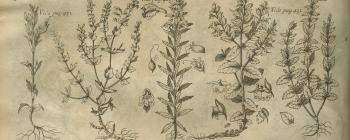 Image for Plate of ‘PLANTÆ GALEATÆ verticillatis affines capsulis multis granulis refertis’ from Morison’s Historia Plantarum Universalis Oxoniensis (1699: Sect. 11, Tab. 24) sponsored by John Fell (1625-1686).