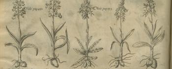 Image for Plate of ‘PLANTÆ MULTICAPSULARIS POLYSPERMÆ’ from Morison’s Historia Plantarum Universalis Oxoniensis (1699: Sect. 12, Tab. 12) sponsored by Archibald Pitcairne (1652-1713).