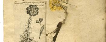 Image for Plant to printed illustration in Helichrysum orientale (Asteraceae). Two dried specimens and a pen-and-ink drawing from the Morison Herbarium (main label in the hand of Jacob Bobart the Younger)